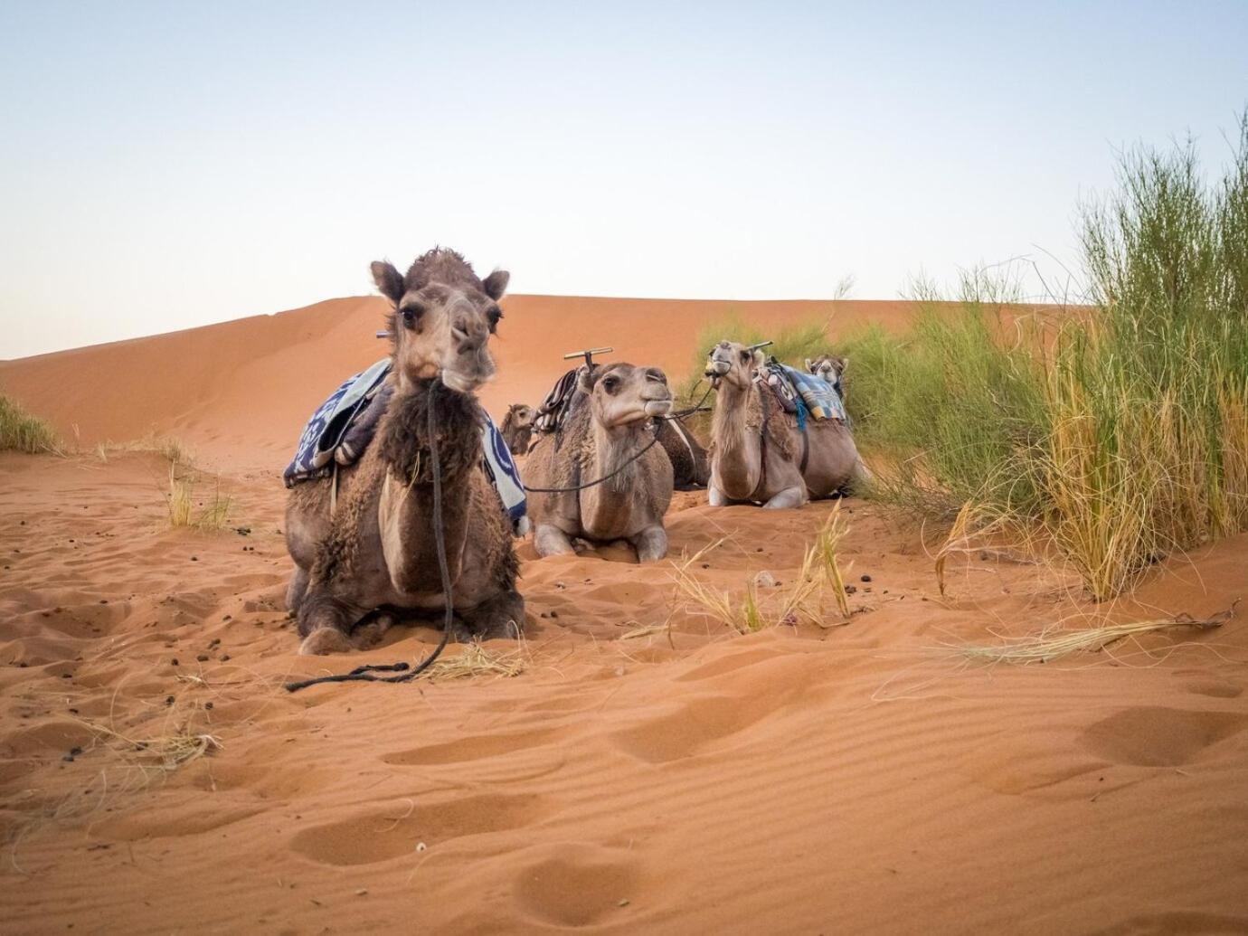 Hotel Aladdin Merzouga camp Exterior foto